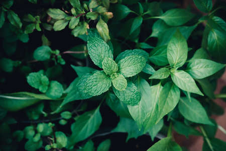 Green mint leaves and plant, Nature background