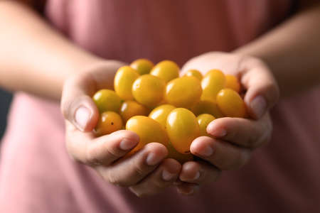 Fresh yellow cherry tomatoes holding by woman hand, Organic vegetablesの写真素材
