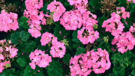 Pink geranium flower blossom in a garden, Spring season, Nature backgroundの写真素材