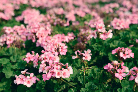 Pink geranium flower blossom in a garden, Spring seasonの写真素材