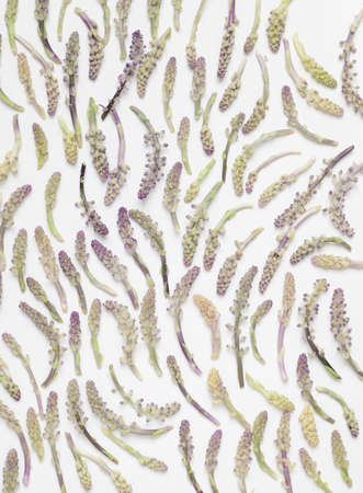 Aspidistra sutepensis on white background, Edible flowers in Northern of Thailand, Spring season backgroundの写真素材