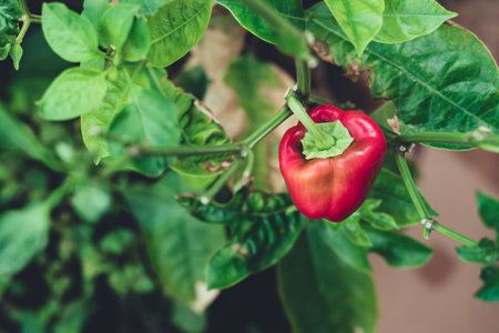 Ripe red bell pepper growing in organic vegetable garden