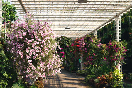 Beautiful ornamental garden with hanging and climbing plant in spring season