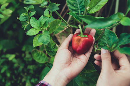 Woman hand picking ripe small red bell pepper in organic vegetable gardenの写真素材