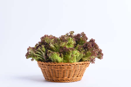 Fresh red coral lettuce leaf in basket on white background, Organic vegetable for salad cooking, Healthy eating, Vegan food conceptの写真素材