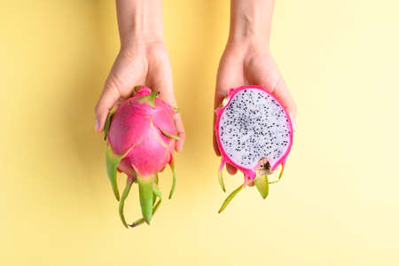 Dragon fruit or pitaya holding by woman hand on yellow background, Tropical fruitの写真素材