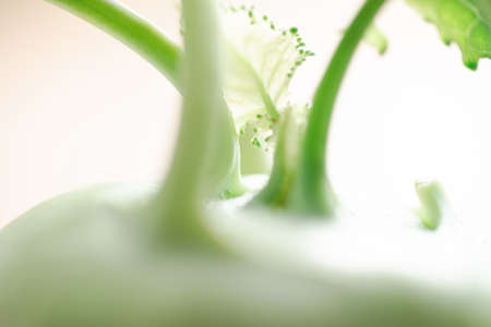Close up of green kohlrabi plant texture with young leaf