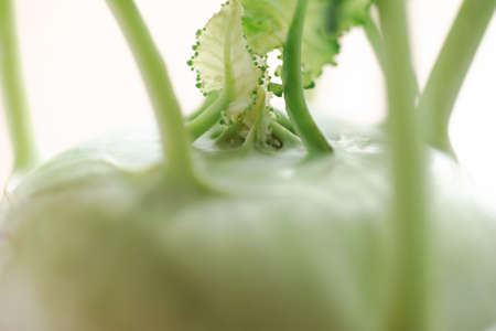 Close up of green kohlrabi plant texture with young leafの写真素材