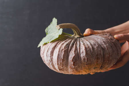 Asian pumpkin holding by hand on black backgroundの写真素材