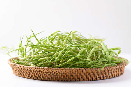Rat tail Radish, Serpent radish or Tail pod radish (Raphanus caudatus), Edible seed pods in...