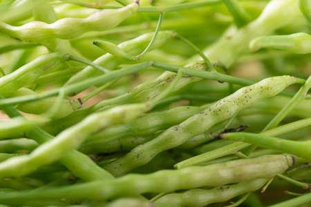 Rat tail Radish, Serpent radish or Tail pod radish (Raphanus caudatus), Edible seed pods in Southeast Asia, Food ingredients in Northern Thai foodの写真素材