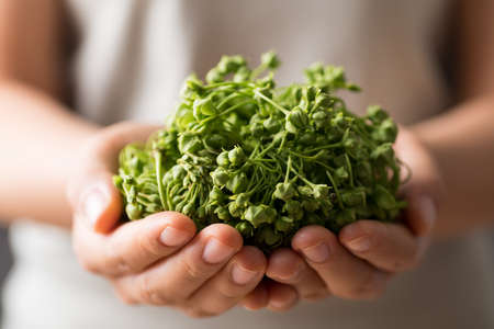Dregea volubilis flower holding by woman hand, Edible flower from local farmer market in summer...