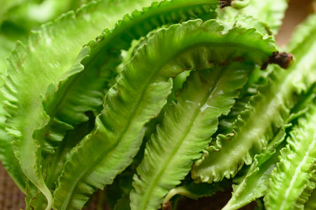 Close up of green winged bean, Organic vegetables