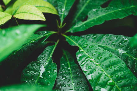 Green leaf with water drop in gardenの写真素材