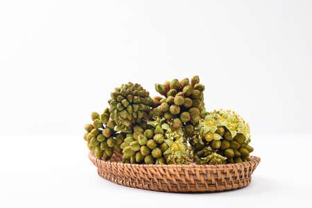 Trevesia palmata, Edible flowers in Southeast asianの写真素材