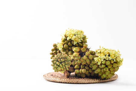 Trevesia palmata, Edible flowers in Southeast asian