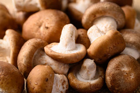 Fresh shiitake mushroom, edible mushroom and food ingredient in Asian cuisineの写真素材