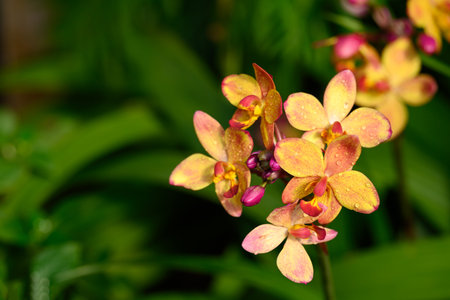 Beautiful orange ground orchid flower blooming in garden