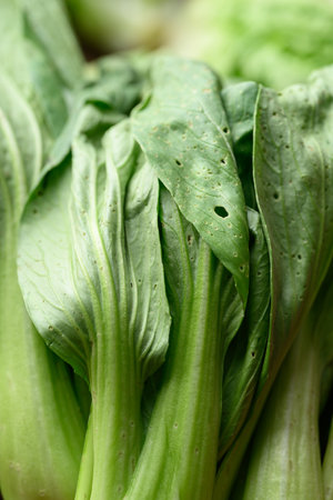 Fresh organic bok choy from local farmers market in spring season, Sustainability conceptの写真素材