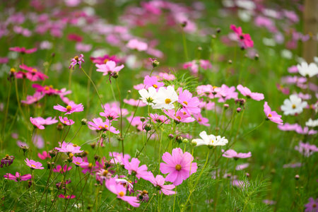 Beautiful cosmos flowers blossom in garden, Flower field in spring seasonの写真素材