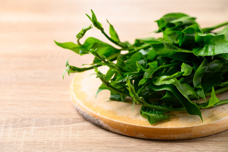 Gymnema inodorum leaf, Herbal medicine plant for diabetes treatment, function is control sugar level in bloodの写真素材