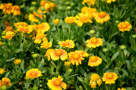 Yellow Gaillardia flower blossom in garden, spring season backgroundの写真素材