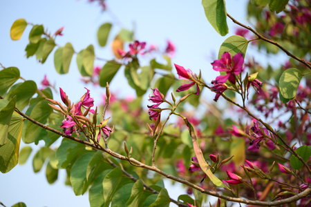 Beautiful pink flowers tree blossom(Bauhinia variegata) , Tropical treeの写真素材