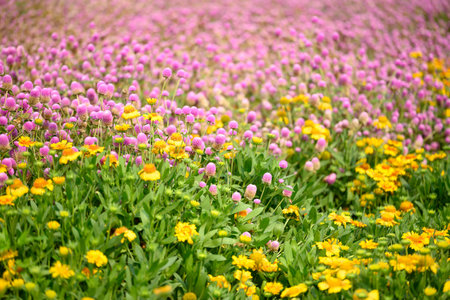 Beautiful pink Globe Amaranth flower and yellow Gaillardia flower in garden, spring season backgroundの写真素材