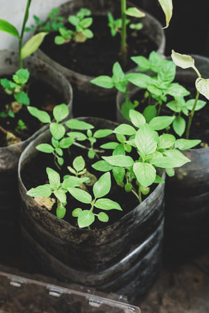 Plastic bottles water DIY for planting vegetable plant at home, reuse and recycle conceptsの写真素材
