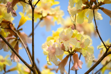 Beautiful yellow flower tree blossom with blue sky in summer seasonの写真素材