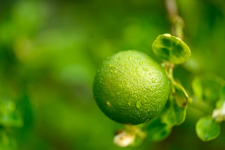 Green lime fruit growing in organic garden, Close upの写真素材