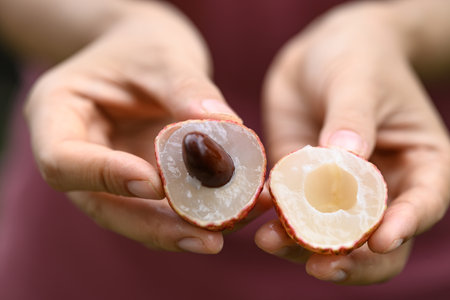 Juicy lychee fruit holding by hand ready to eating, Tropical fruit in summer seasonの写真素材
