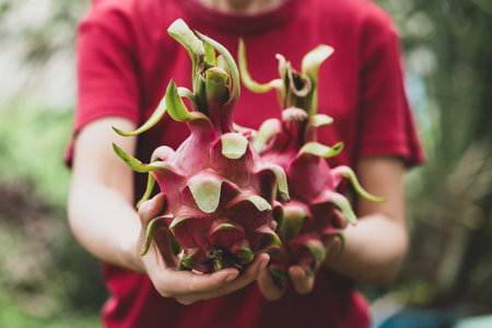 Dragon fruit holding by woman hand, Tropical fruit in summer seasonの写真素材