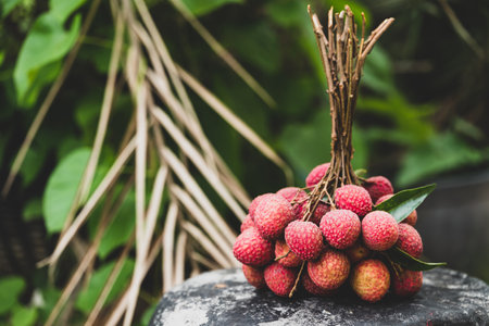 Lychee fruit with natural background, Tropical fruit in summer seasonの写真素材