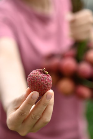 Lychee fruit holding by hand, Tropical fruit in summer seasonの写真素材