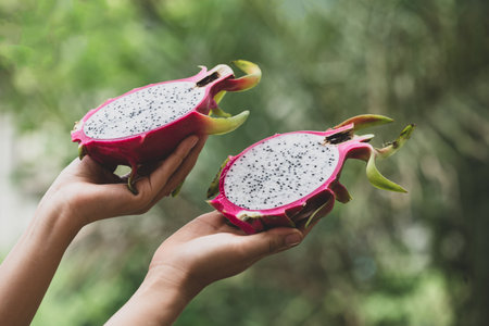 Half dragon fruit holding by hand, Tropical fruit in summer seasonの写真素材