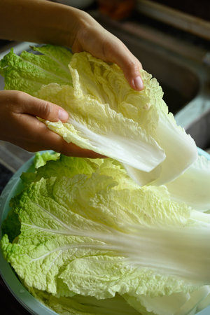 Washed Chinese cabbage prepare for Korean kimchi cabbageの写真素材