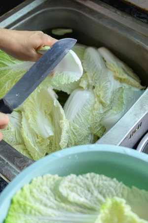 Chopped and washed Chinese cabbage prepare for Korean kimchi cabbageの写真素材
