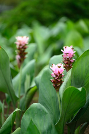 Pink Curcuma alismatifolia flower or Siam tulip blooming in rainy season, Thailand