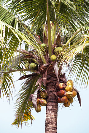 Coconut fruit on tree with blue sky in summer season