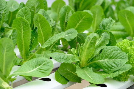 Hydroponics vegetables plant growing in greenhouse