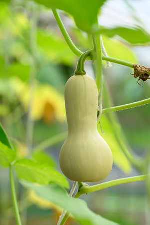 Butternut squash plant growing in organic farmの写真素材