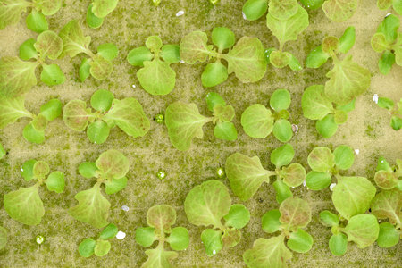 Small hydroponics vegetables plant growing in sponge