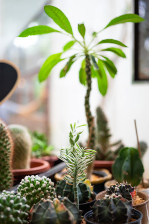 Cactus and succulent plant in pot, decoration houseplantの写真素材