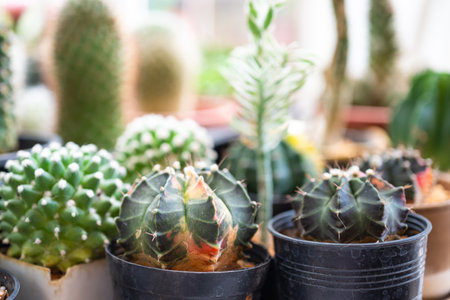 Cactus and succulent plant in pot, decoration houseplantの写真素材