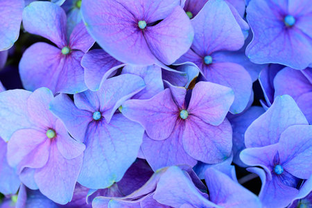 Blue hydrangea flowers blossom, Flowers background