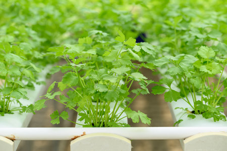 Hydroponics vegetables plant (Coriander) growing in greenhouseの写真素材