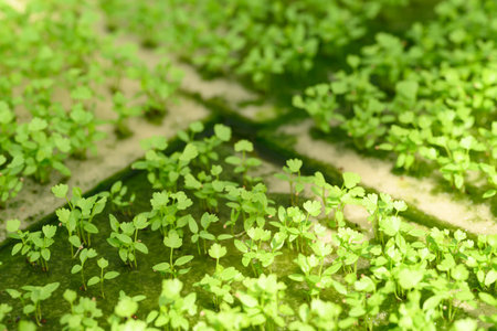 Small seedling vegetable hydroponics growing in nursery greenhouseの写真素材