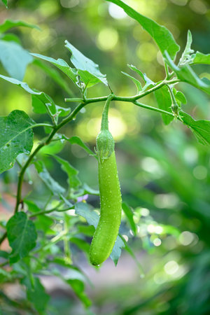 Green eggplant growing in organic gardenの写真素材