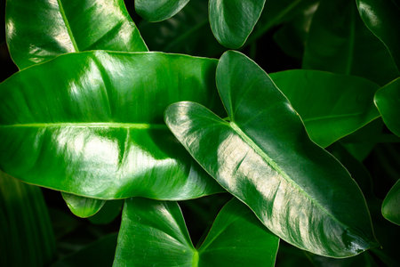 Fresh green Philodendron leaves texture, Nature backgroundの写真素材
